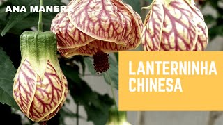 LANTERNINHA CHINESA [upl. by Allveta]