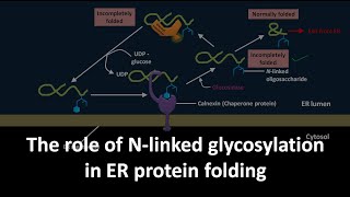 Role of N linked glycosylation in ER protein folding [upl. by Gunning817]