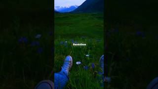 Dandelion lyrics shorts youtubeshorts [upl. by Harhay]