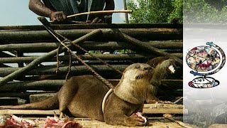 Traditional Otter Fishing in Bangladesh [upl. by Prendergast]