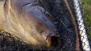 Viskid met drijvend aas op karper deel 1  Surface fishing for carp part1 [upl. by Brause300]