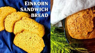 How to Make EINKORN SANDWICH BREAD 🥪 Easy Sourdough Recipe [upl. by Zach]