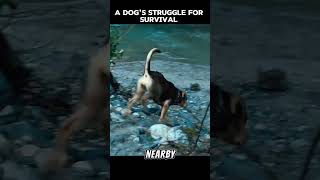 The Lost Dogs Struggle for Survival shortvideos viral movie [upl. by Tizes]