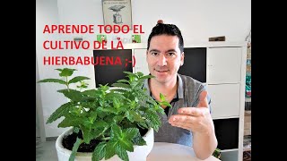 HIERBABUENA CUIDADOS Y CULTIVO 🌿 TODO SOBRE LA HIERBABUENA TRUCOS CONSEJOS CUANDO TRASPLANTAR [upl. by Birmingham]