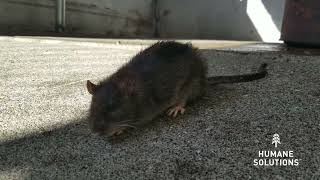 Poisoned Rat Dying From Rodenticides [upl. by Jackson]