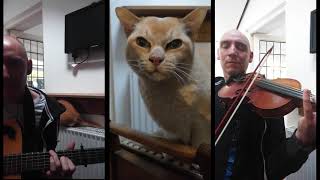 Blackthorn Stick Jig  Fiddle Guitar and Cat [upl. by Sandye434]