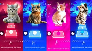 CUTE CAT FIFTY FIFTY CUPID vs JISOO FLOWER vs WAKA WAKA CUTE CAT vs WELLERMAN [upl. by Reitman]