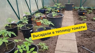 Высадили в теплицу томаты [upl. by Atisusej608]