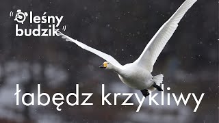 Leśny budzik  Budzik Łabędź Krzykliwy [upl. by Akcir497]