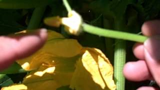 Easiest Way to Pollinate Squash Plants for Highest Yields [upl. by Nilak]