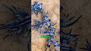 Glaucus Atlanticus short shorts shortvideo interestinganimals bluedragon marinelife [upl. by Rahel]