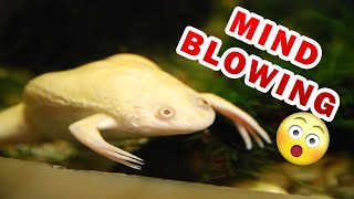 The ULTIMATE Albino African Clawed frog Care Guide for beginners [upl. by Waldos65]