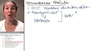 Bone  Cartilage 4 Intramembranous ossification [upl. by Elyr590]