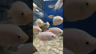 kissing gaurami fish shorts reels viralvideo [upl. by Niknar]