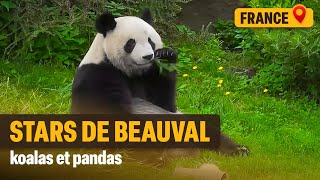 La success story du zoo de Beauval [upl. by Minier965]