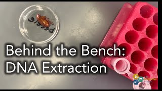 Behind the Bench DNA Extraction with Qiagen DNeasy Blood amp Tissue Kit Product 69504 [upl. by Nnahgem]