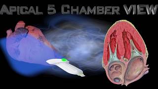 Normal ECHO cardiography views [upl. by Madaih]