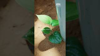 Importance of aeration in soil for black pepper cultivation  Kumbukkalkumbukkalselectionpepper [upl. by Oicirtap110]