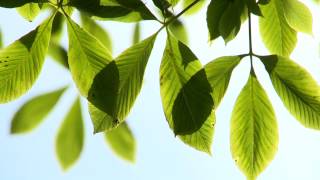 Bright Green Leaves in Breeze [upl. by Cornie]