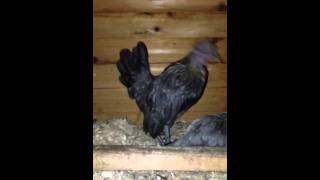 Old English Game Bantam Hen crowing [upl. by Ollie]