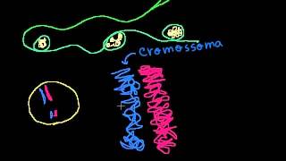 Cromossomas cromatídeos cromatina etc  Khan Academy em português 11ºano [upl. by Nnyl]