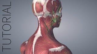 Getting Started with Essential Anatomy 5 [upl. by Acimot301]