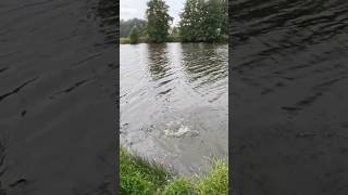 1s Hecht Livebiss angel fishing natur fischen fish angeln hechtangeln hecht spinnfischen [upl. by Tolliver]