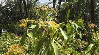 コツバメ Callophrys ferrea Ahlbergia ferrea 埼玉県蝶の里公園 20160409 butterfly of Japan [upl. by Introc]