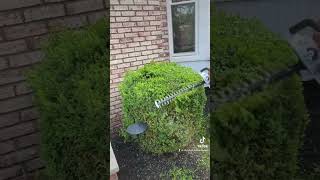 Trimming boxwood with stihl hedge trimmer [upl. by Akire]