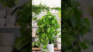 Indoor Plants That Grow Bushier and Lush Quickly indoorplants [upl. by Kippie]