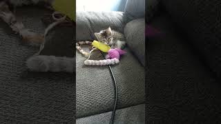 Calico 🐈 Kitten playingGato Calico jugando 😸 cuteanimals [upl. by Wye]