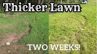 ULTIMATE Guide To OVERSEEDING YOUR LAWN [upl. by Rodoeht334]