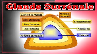 Physiologie des Glandes Surrénales Rôle des Hormones Surrenaliennes  Endocrinologie Medicale [upl. by Anej]