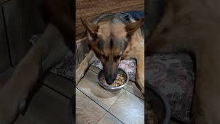 German shepherd dog dogsofyoutube gsdnation gsdlove [upl. by Eivol]