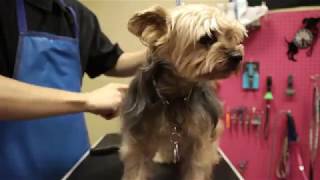 Watching the BEST GROOMER in the WoRLD LIVE Pet Grooming  Like  Love  Share  Subscribe [upl. by Aziul]