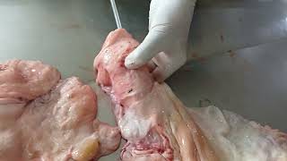 Fibrosed Cervix difficult to pass artificial insemination gun in Bovine artificialinsemination [upl. by Nnairrehs]