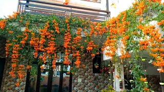 My Beautiful Orange Trumpet Vine  Flame Vine Pyrostegia venusta  Happy New Year 2021 [upl. by Volotta942]