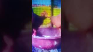 LAL MUKHI PIGEONshortsvideo petsvlog pigeon fancypigeoninhome kabutar petsvlog fancypigeonin [upl. by Darb722]