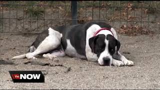 New laws in Hernando County enact stricter penalties for irresponsible pet owners [upl. by Kursh]