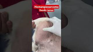 Deadly tumor in dog Hemangiosarcoma in Labrador Dog [upl. by Nylikcaj]