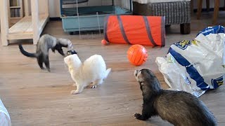 ferret playtime [upl. by Ianthe]