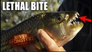 How Dangerous Is A Tiger Fish  River Monsters [upl. by Yhprum]