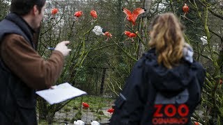 Tierische Inventur im Zoo Osnabrück Alle Vögel sind noch da [upl. by Adnilasor]