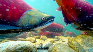 Sockeye Salmon Run Adams River British Columbia 2022 [upl. by Memberg733]