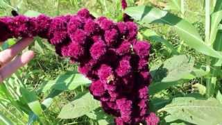 Amaranth the Superfood Plant How to Harvest Seed [upl. by Sumer388]