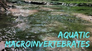 Aquatic Macroinvertebrates  PapioMissouri River NRD [upl. by Nawj129]