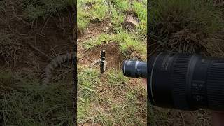 Beautiful venomous Rinkhals from South Africa [upl. by Link]