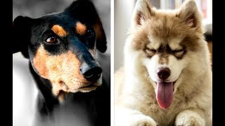 All Working Dog Breeds List A Z [upl. by Notlrac]