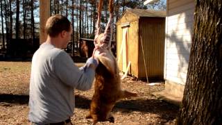 How to skin a coyote  Predator Trapping [upl. by Panta312]