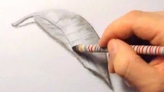 Blatt zeichnen im Zeitraffer Leaf drawing in fast motionHD [upl. by Rita]